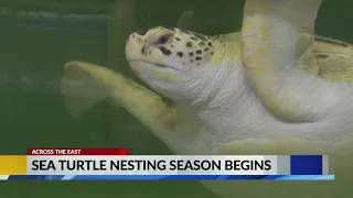 Experts share tips on how to protect sea turtle nests