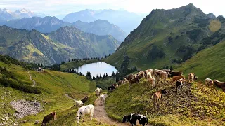 Oberstdorf - die Herde der "hinterenen Seealpe" auf dem Nebelhorn zum Seealpsee