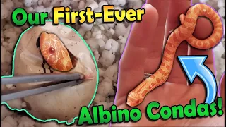 We Hatched ALBINO CONDA Hognoses!!