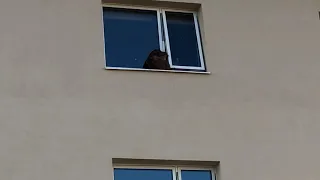 Dog falls to his death from 10th floor