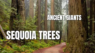 Ancient Giants: Exploring Sequoia Trees and Their Ecosystem #education #nature #world