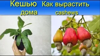 Кешью Как вырастить дома  cashews как растет дома эта экзотика как  развивается