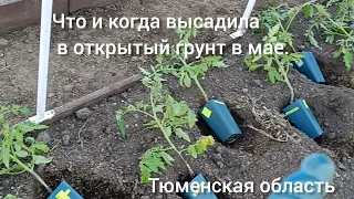 Хронология в мае, что и как высадила в открытый грунт.