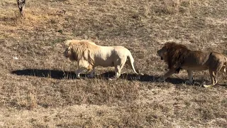 Два красавца льва Кай и Персей! Two handsome lions Kai and Perseus!