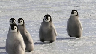 #WildlifeWednesday 🐧 The CUTEST penguin chicks!