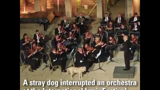 A stray dog interrupted an orchestra at the international Izmir festival in Ephesus, Turkey