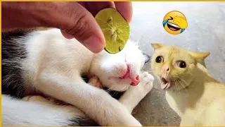 New Funny Videos 2024 😺😍  Cutest Cats and Dogs🐕🐈# 63