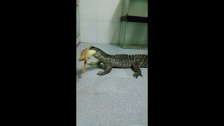 Aldult Male Argus monitor feed live Duck in Vietnam 1