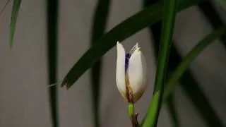 Time-lapse of a walking Iris flower