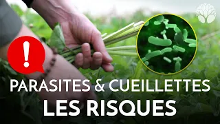 Parasites et cueillettes : les risques