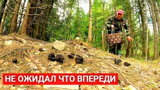 🔴 Грибник не ожидал, что ждёт его впереди! Один в новом лесу нарвался на поляны грибов! Грибы 2022