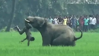 Crazy People Conflict With Elephant