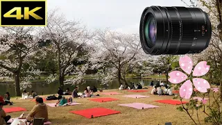 LUMIXレンズで撮る桜満開の三渓園 マイクロフォーサーズ　Leica DG VARIO-ELMARIT 12mm-60mm/F2.8-4.0 ASPH Lens 2022年4月3日