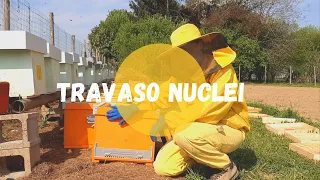 Apicoltura: travaso nucleo