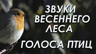 Звуки весеннего леса | Голоса птиц | Март