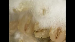 Mushroom Mycelium Growing Over 55 hours Time Lapse Footage 2021