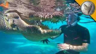 JAWS! Swimming with Gators!