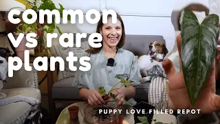 Are you into RARE or COMMON Plants?? + Fall in love with my dogs 🥰💗