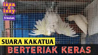 SUARA BURUNG KAKATUA BERTERIAK KERAS | Cockatoo Sounds | Cacatua Galerita Triton