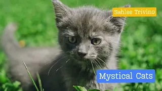 Mystical Cats #viral #trending #viralvideo #youtube #youtubevideo #cat #catlover