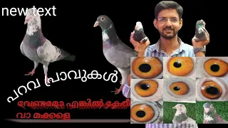 parava oravukal #kerala high flyer #kerala pigeon