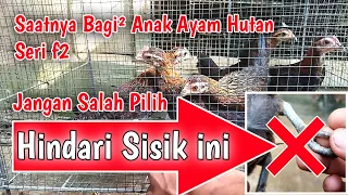 Memilih Calon Pikat Ayam Hutan dengan melihat SISIK