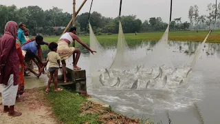 Best village fishing in rainy day | Huge country fish catching in flood water by cast net