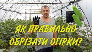 ЯК ПРАВИЛЬНО ОБРІЗАТИ/ПАСИНКУВАТИ ОГІРКИ?