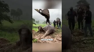 Hero vets save mother elephant's life with CPR 😲❤️ #shorts