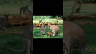 Интересные и удивительные факты о кенгуру, о которых вы возможно не слышали.