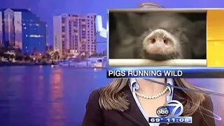 Funniest Animals News Bloopers 📹 [Funny Pets]