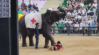 코끼리 마사지 받아본사람~