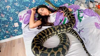 The girl likes sleeping with her python, but one day the snake decided to eat her, but it didn’t wor