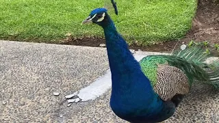Scrappy the Friendly Peacock