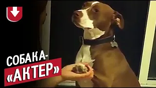 Собака очень не хочет стричь когти