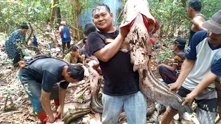 PANEN IKAN TAPAH BABON KAPUAS HULU