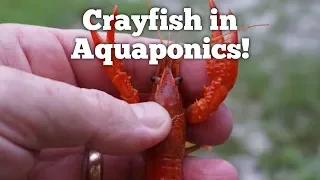 Crayfish in Aquaponics!