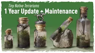 Tiny Native Terrariums 1 YEAR Update + Maintenance