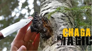 Chaga Hunting - How to find it and what to look for