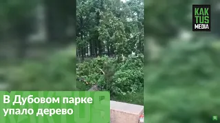 Сильный ветер снес дерево в Дубовом парке