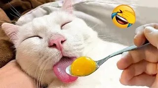 Funniest Animals 2024 😻 Best Funny Cats and Dogs Videos 😍🐶 Part 3