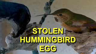 Hummingbird Forced to Lay Four Eggs in Ten Days