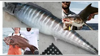 HAND FEEDING WAHOO LIVE BONITA!!!! | Commercial Fishing FL