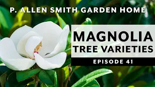 Types of Magnolia Trees & How to Care for Them | P. Allen Smith (2020)