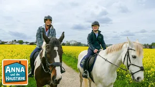 Ein Tag bei Jaycen und seinen Pferden | Information für Kinder |  Anna und die Haustiere