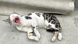 Cat big yawns in slow motion | Cute Yawning