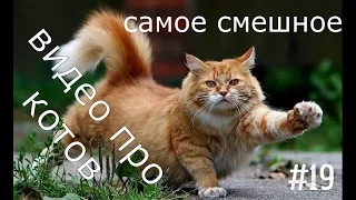 Самое смешное видео про котов. Новые приколы с кошками. Funny cats
