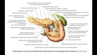 172. Підшлункова залоза - AnatomUa - AUDIO