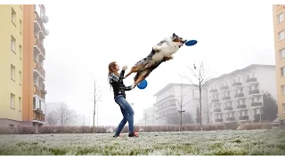 Dogfrisbee training with Charlie-Australian Shepherd