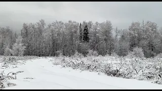 Field and Forest in the Snow. Winter Nature. Sounds of Nature